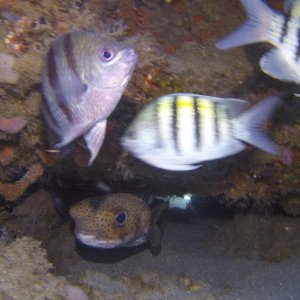 Puffer Fish hiding at Blue Heron Bridge.JPG