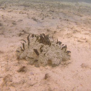 Anenome at Blue Heron Bridge.JPG