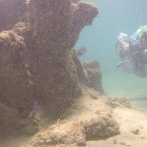 Sushi Boy on Blue Heron Bridge.JPG