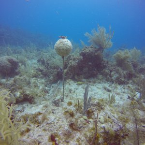 Buoy in Rising Oceans.JPG