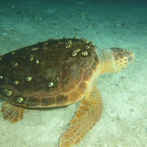 Hawksbill on Thursday night coral spawn dive.