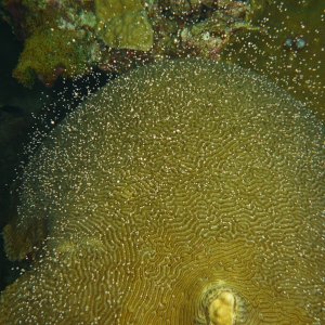 Brain coral spawning.