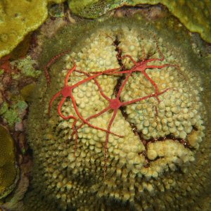 Brittle stars on coral
