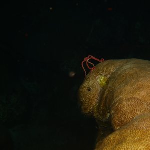 Brittle star spawning
