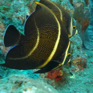 2 juvenile French Angelfish