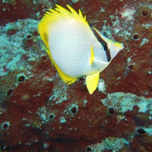 Butterflyfish
