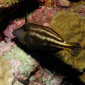 Orangespotted filefish