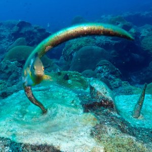 Guardian of the mooring bolt