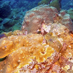 More coral on the West Bank