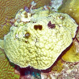 Christmas tree worms