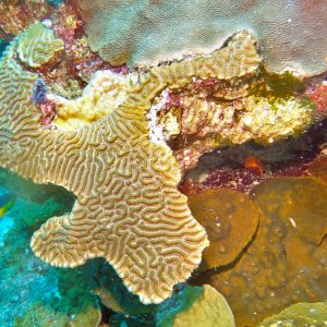 Brain coral on the West Bank