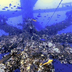 So much coral on the rig