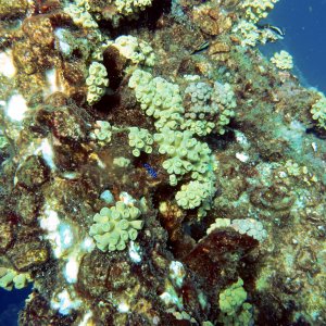 Coral covering the rig