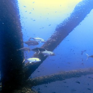 The posse of amberjacks