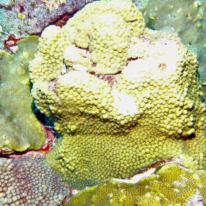 Coral on the West Bank