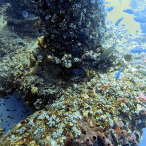 More coral on the rig