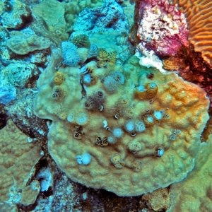 More Christmas tree worms