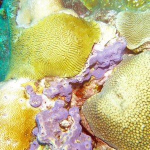 Coral on the West Bank