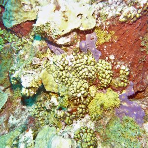 Coral on the West Bank