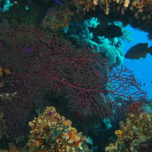 Sea fan in overhang