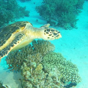 Sea Turtle