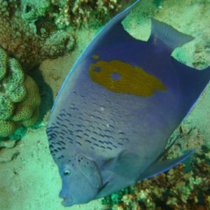 Arabian Angelfish