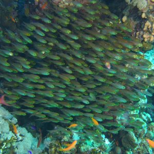 School of little fish on reef
