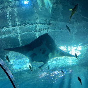 Manta overhead