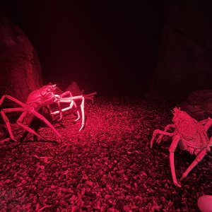 Cool crabs