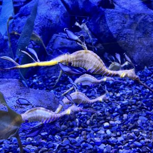 Perhaps as close as I’ll ever get to a leafy sea dragon