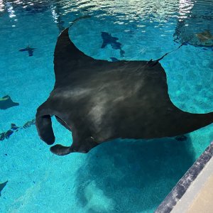 Big mamma