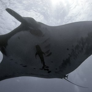 manta.jpg