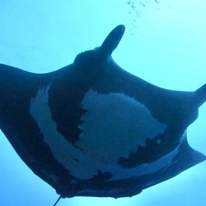 manta1.jpg