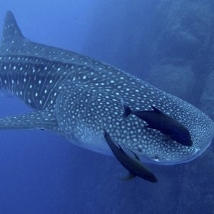 whaleshark.jpg