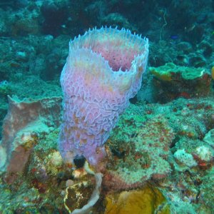 Purple Sponge