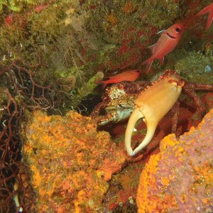 Large Crab in reef