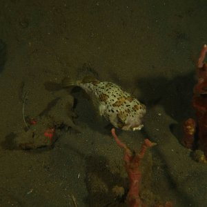 Porcupine Puffer