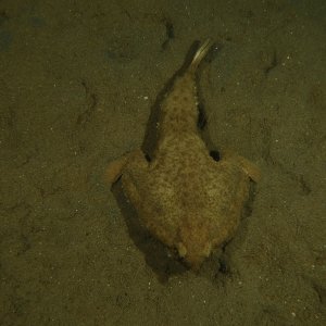 Bat fish