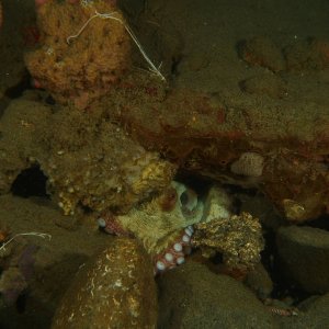 Octopus