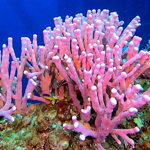 27-reefhound-coral candy.jpg