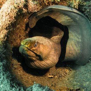 31-legobloxs-green moray.jpg