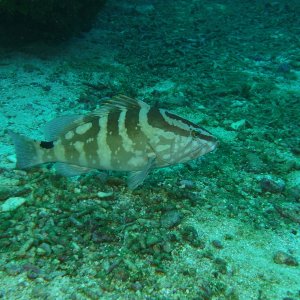 Tiger grouper