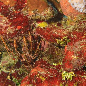 Spotted spiny lobster