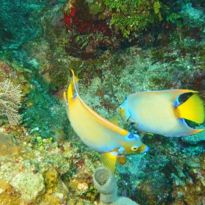 Two angel fish