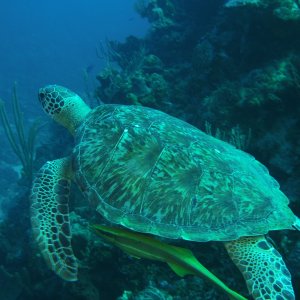 Turtle swimming away