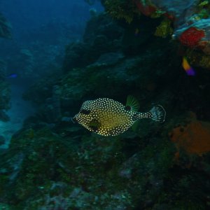 Yellow trunk fish