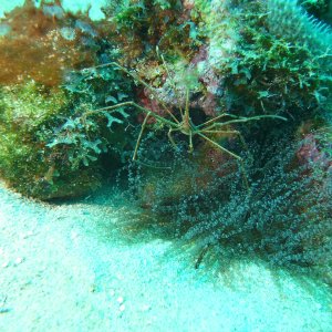 Arrow crab and peterson shrimp