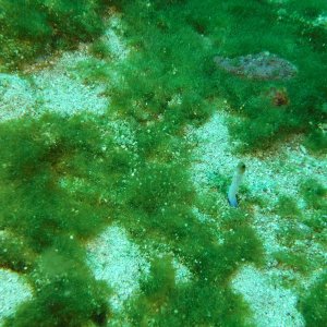 Yellow headed jawfish