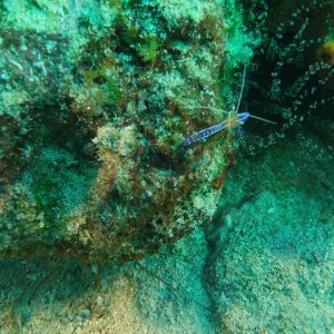 Peterson shrimp