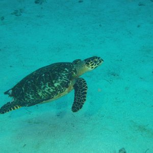 Turtle swimming